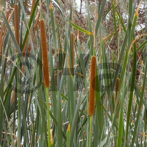 Typha latifolia pianta - typha,