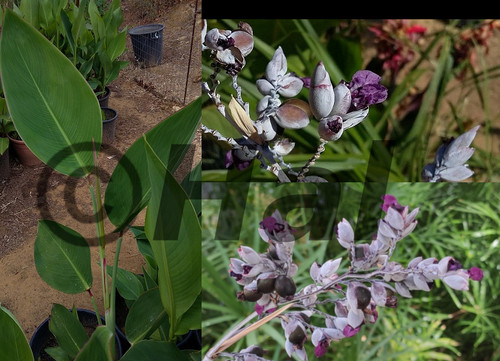 Thalia dealbata pianta - dealbata,