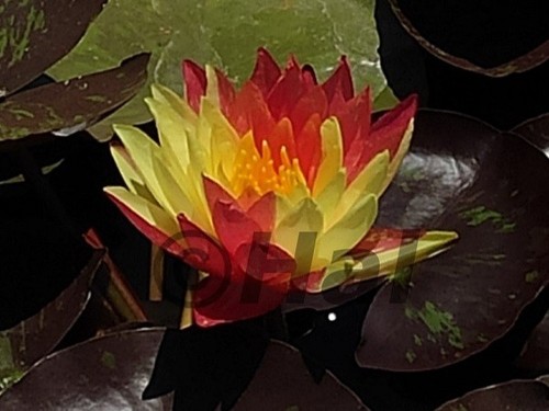 Nymphaea wanvisa ninfea - wanvisa,