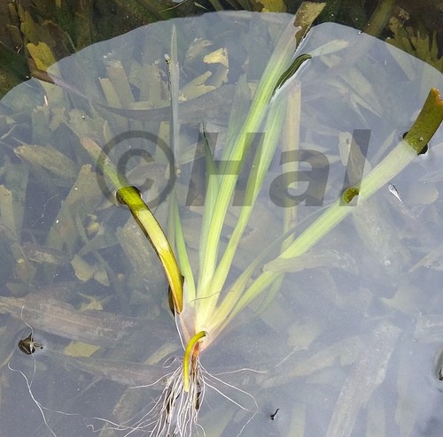 Vallisneria gigantea pianta - vallisneria,