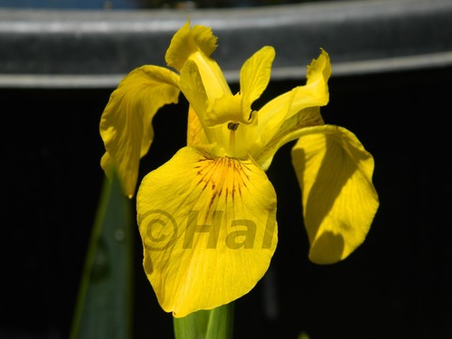 Iris pseudacorus pianta - iris,