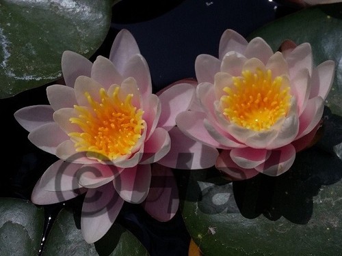 Nymphaea marliacea carnea