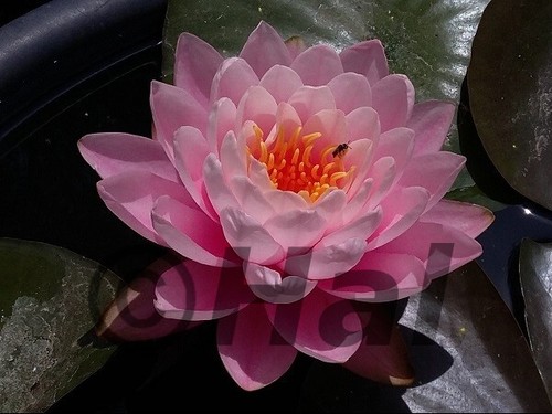 Nymphaea peter slocum - peter,