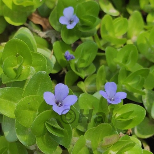 Bacopa caroliniana pianta