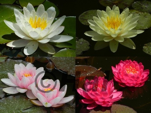 Nymphaea ninfea pianta - nymphaea,