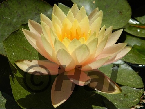 Nymphaea florida sunset - nymphaea,